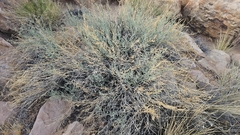 (c) Indio Brown, some rights reserved (CC BY) Amsonia tomentosa, photograph (c) Indio Brown, some rights reserved (CC BY)