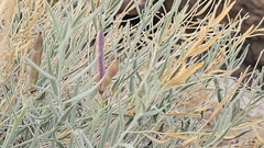 (c) Indio Brown, some rights reserved (CC BY) Amsonia tomentosa, photograph (c) Indio Brown, some rights reserved (CC BY)