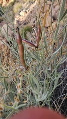 (c) Indio Brown, some rights reserved (CC BY) Amsonia tomentosa, photograph (c) Indio Brown, some rights reserved (CC BY)