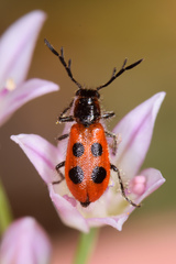 Pelonides quadripunctata