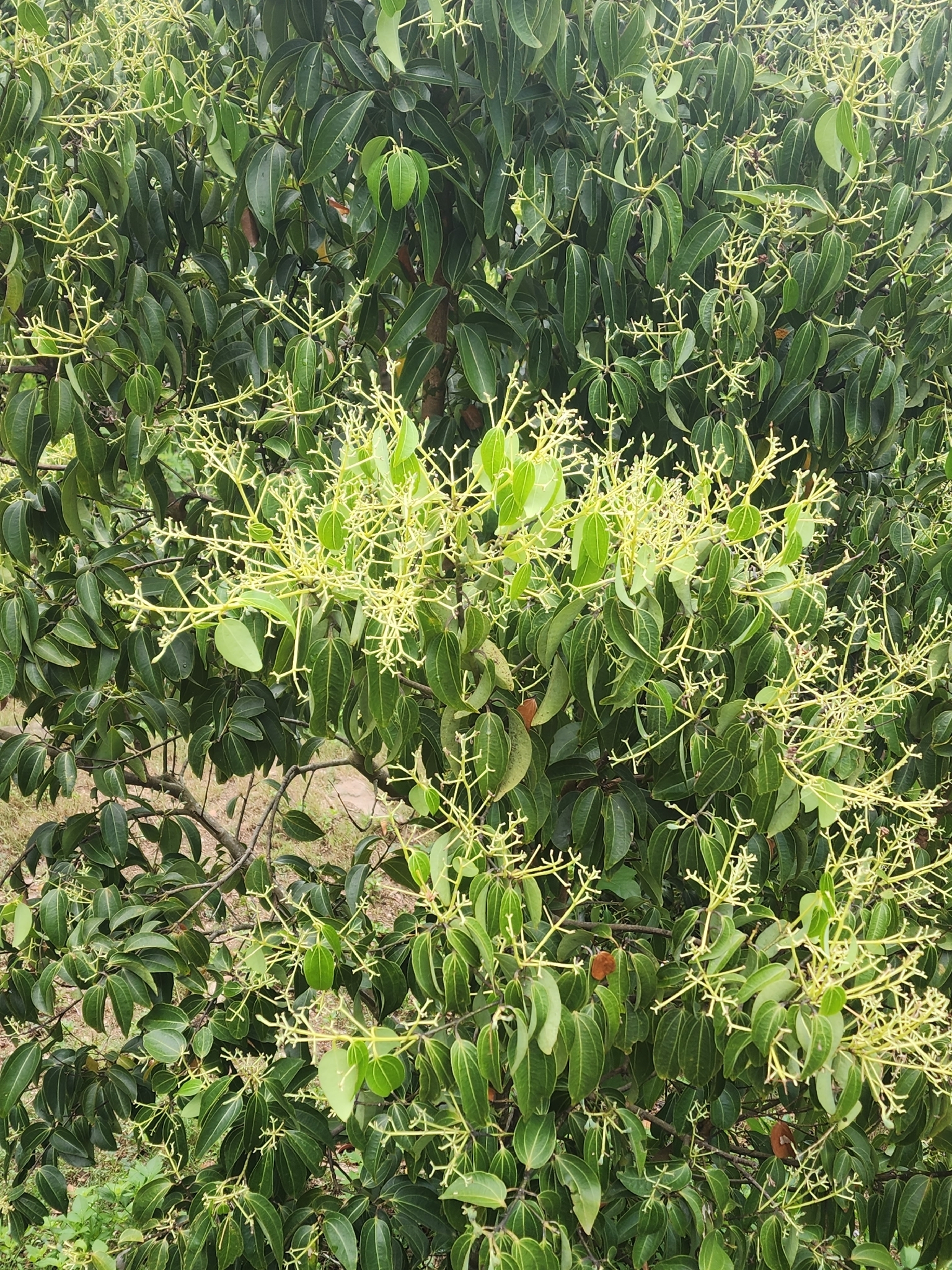 Cinnamomum iners (Cinnamomum iners)