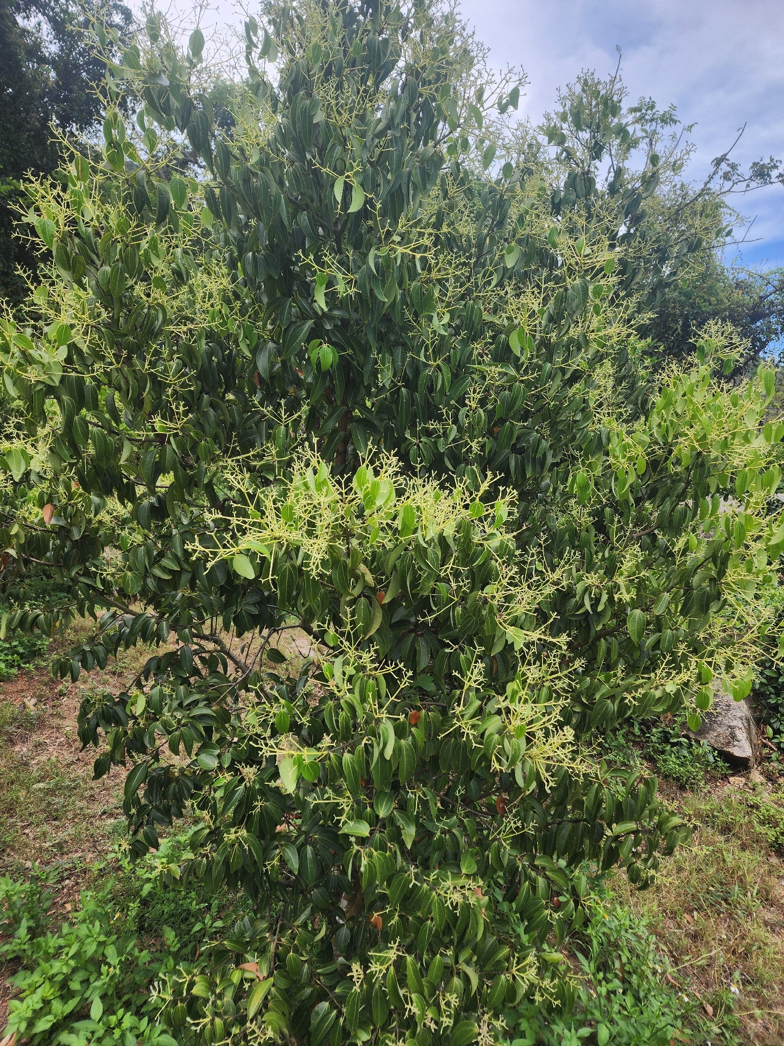 Cinnamomum iners — ảnh 2