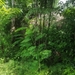 Acacia pennata