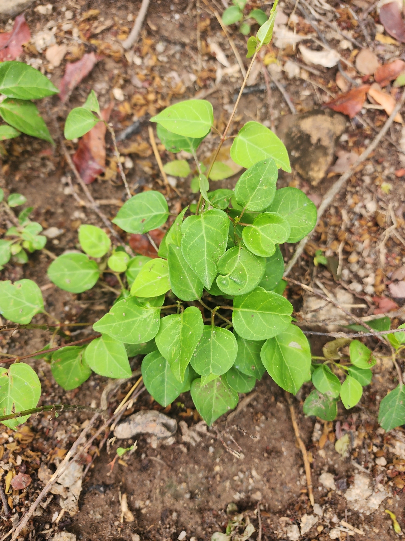 Premna serratifolia (Premna serratifolia)