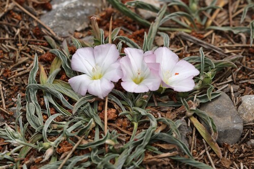 Convolvulus lineatus, photograph 4