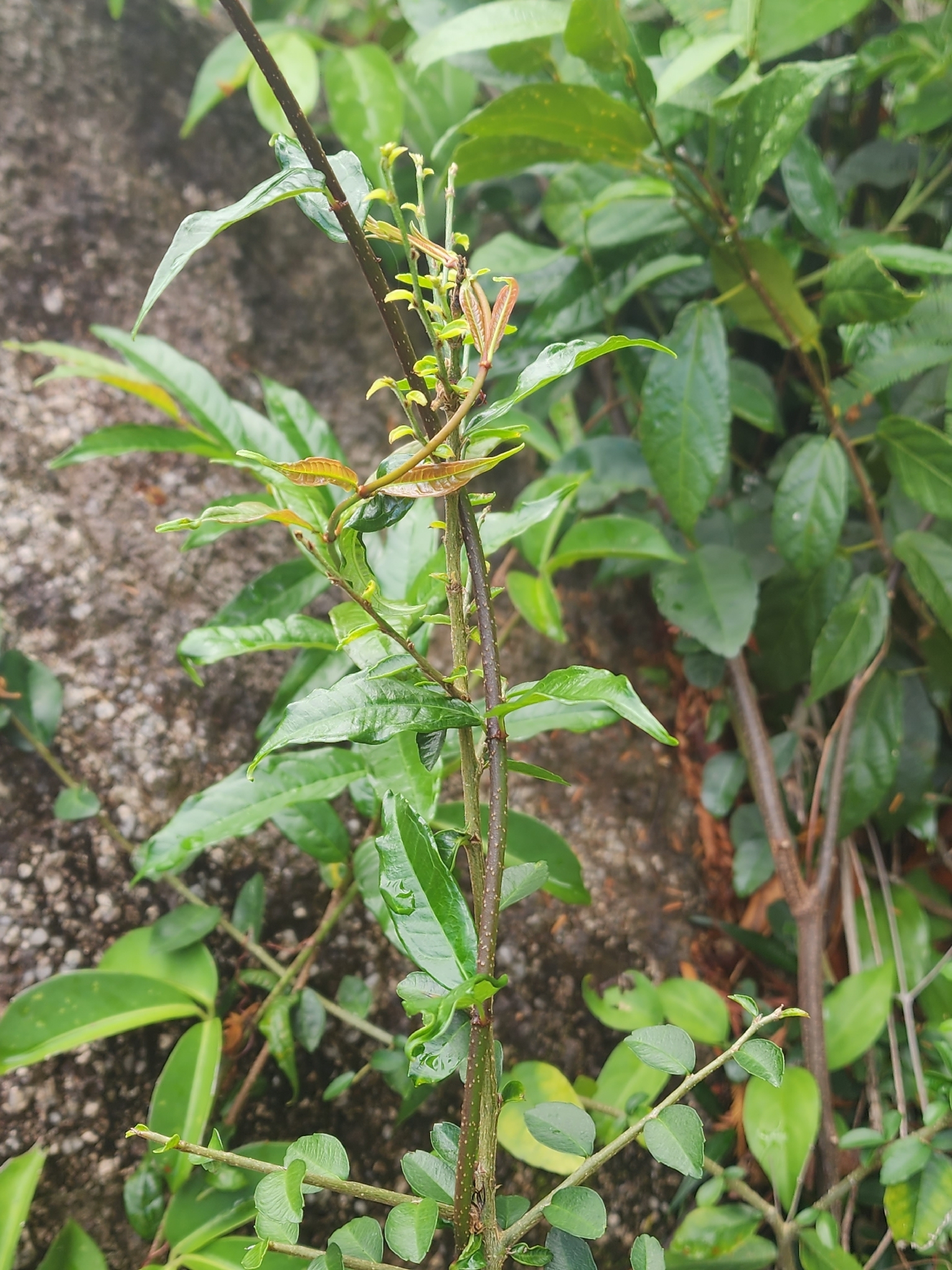 Vàng lồ — ảnh 3
