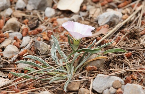 Convolvulus lineatus, photograph 5