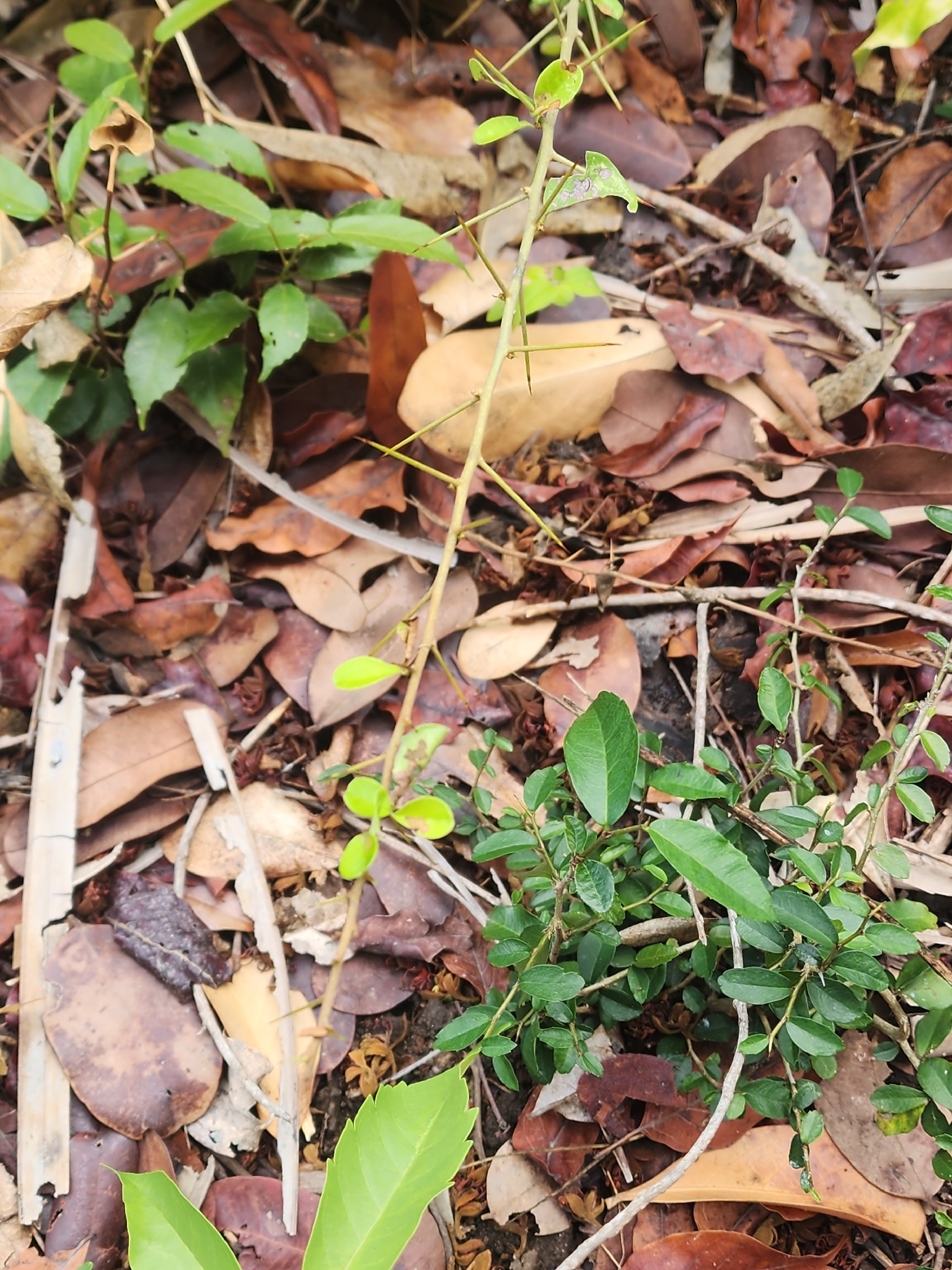 Vàng lồ (Maclura cochinchinensis)