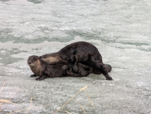 North American River Otter photographed in Alaska