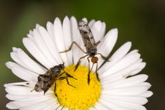 Empis clausa