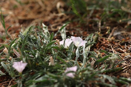 Convolvulus lineatus, photograph 6