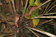 Costus beckii
