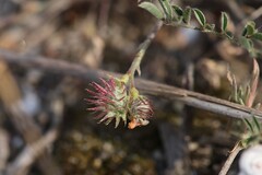 Onobrychis caput-galli, photograph (c) Antoine Thivolle, some rights reserved (CC BY)