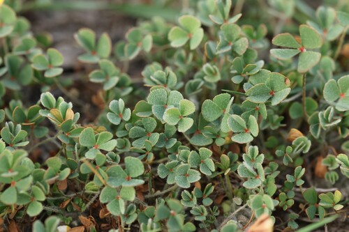 Marsilea strigosa, photograph 6