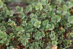 Marsilea strigosa, photograph (c) Antoine Thivolle, some rights reserved (CC BY)