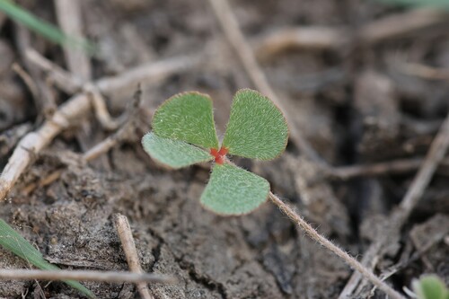Marsilea strigosa (Marsilea strigosa)