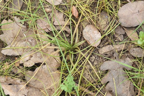Isoetes delilei (Isoetes delilei)