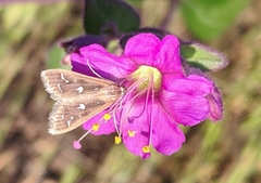 Diastictis