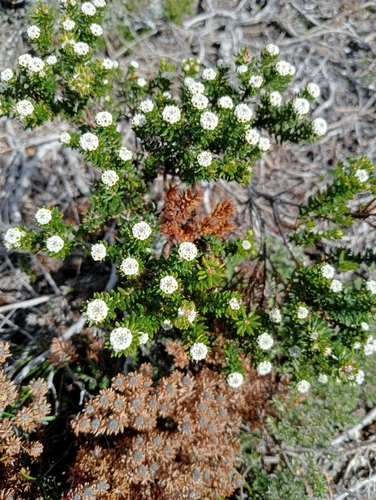Phylica ericoides, photograph 5