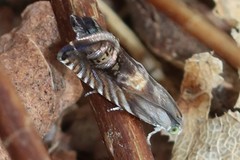 Grapholita eclipsana