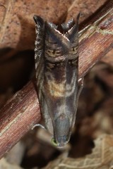 Grapholita eclipsana