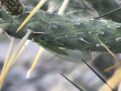 Chrysoperla pudica-group