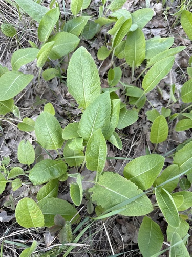 Klasea lycopifolia, photograph 6