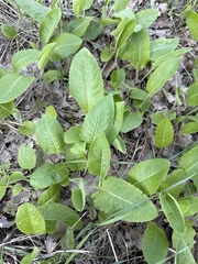 Klasea lycopifolia, photograph (c) Stanislav Murashkin, some rights reserved (CC BY)