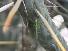 Chrysoperla pudica-group