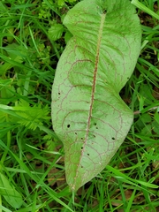 Rumex sanguineus