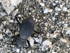 Cryptoglossa muricata