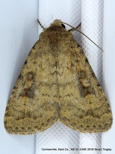 Mottled Rustic