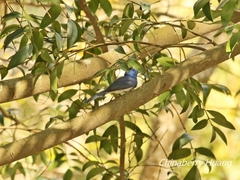 Hypothymis azurea oberholseri