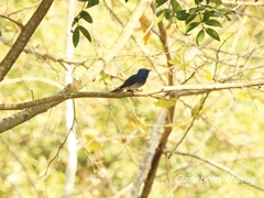 Hypothymis azurea oberholseri