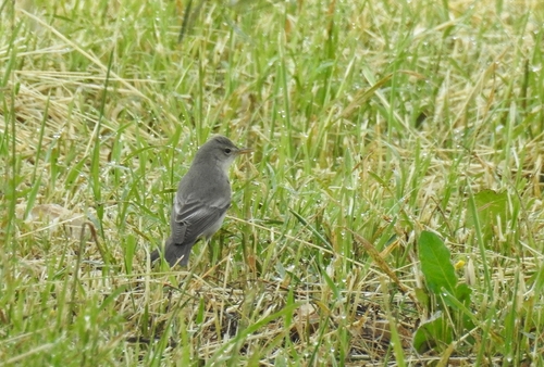 Olive-tree Warbler, Ras El-Khashufeh, Syria, photo 10 of 10