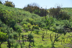 Adenostoma fasciculatum