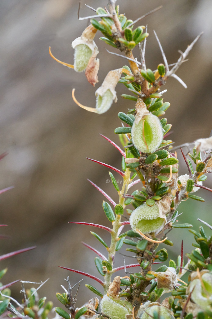 Mirbelia multicaulis