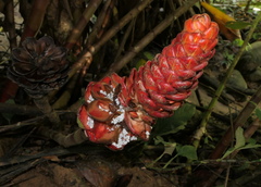 Costus beckii