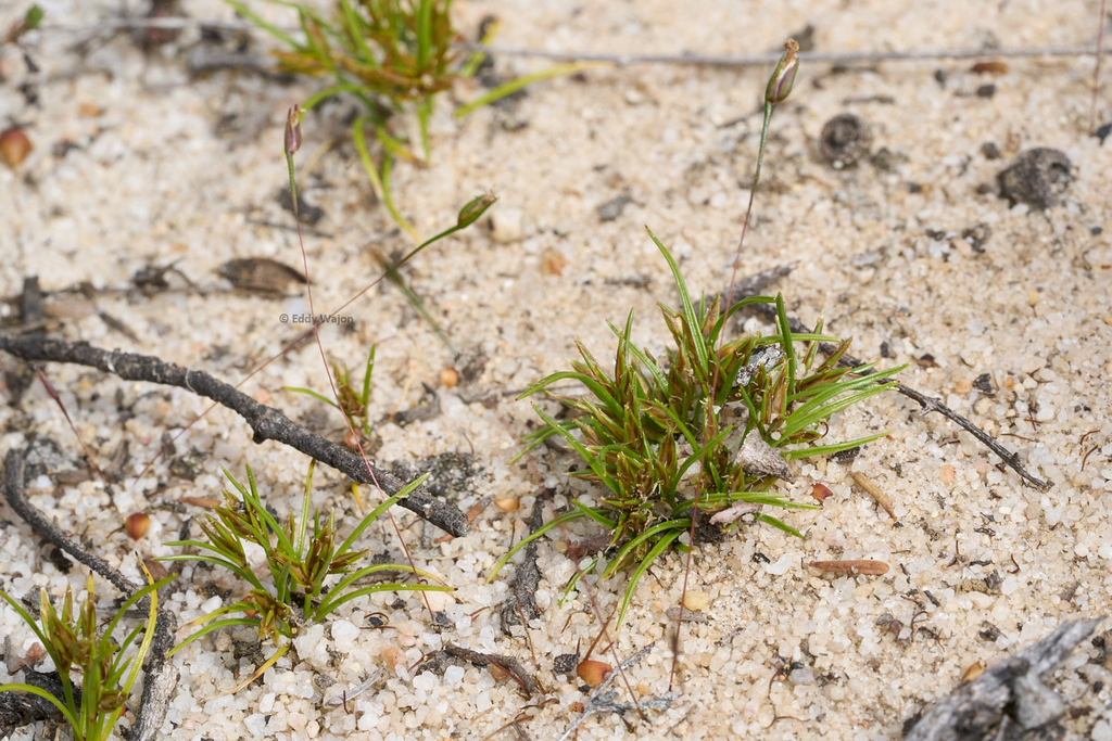 Centrolepis milleri