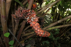 Costus beckii