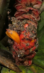 Costus beckii