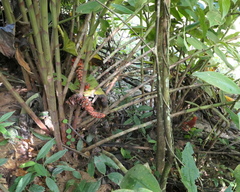 Costus beckii