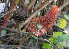 Costus beckii