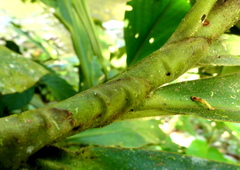 Costus beckii