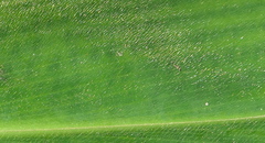 Costus beckii
