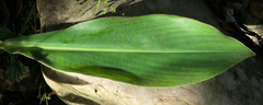 Costus beckii