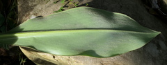 Costus beckii