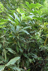Costus beckii