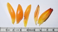 Costus beckii