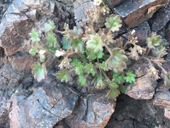 Phacelia rotundifolia